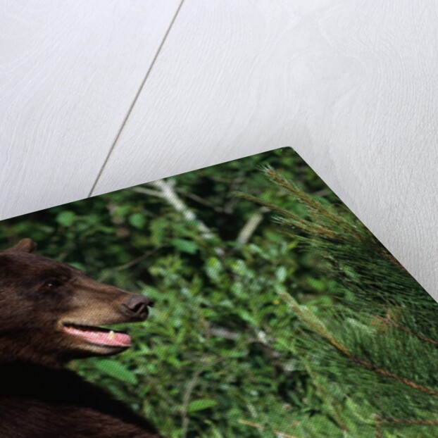 Black Bear by Anonymous