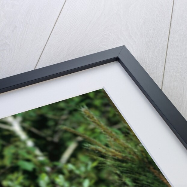 Black Bear by Anonymous