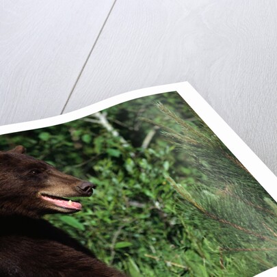 Black Bear by Anonymous