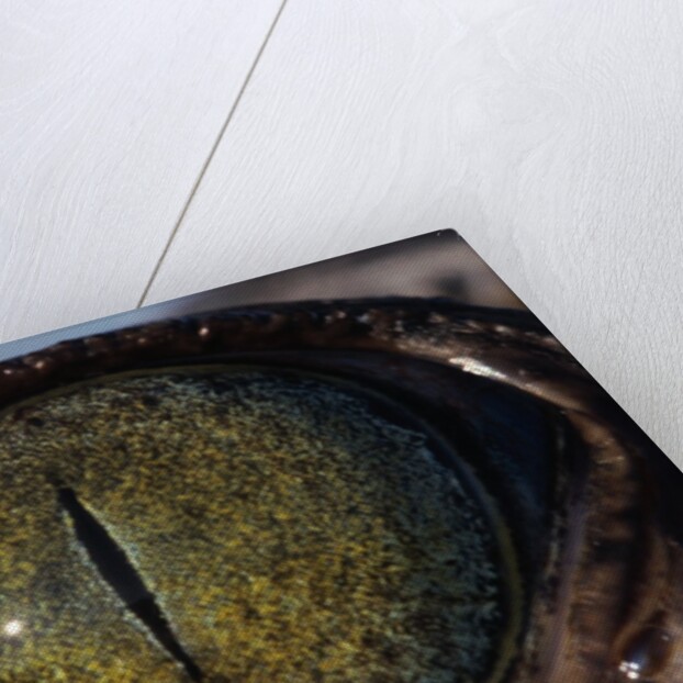 Close-up of American Crocodile Eye by Anonymous