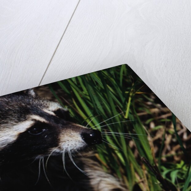 Raccoon by Anonymous