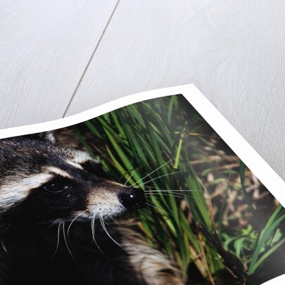 Raccoon by Anonymous