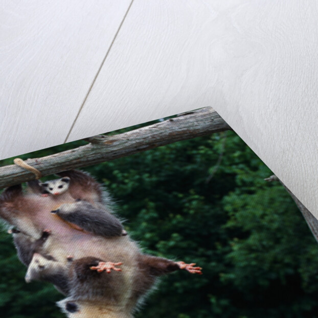 American Opossum with Young by Anonymous