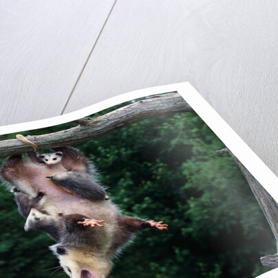 American Opossum with Young by Anonymous