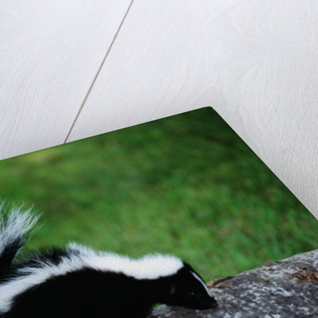 Striped Skunk by Anonymous