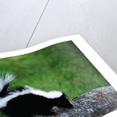 Striped Skunk by Anonymous