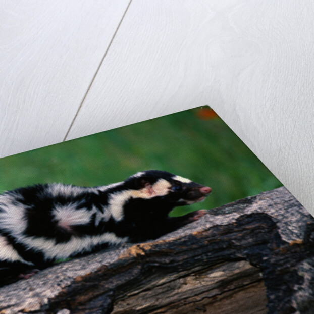 Eastern Spotted Skunk by Anonymous