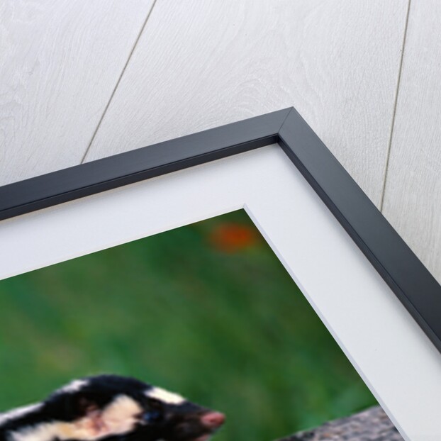 Eastern Spotted Skunk by Anonymous