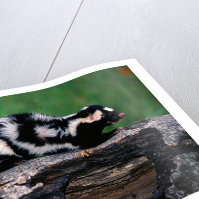 Eastern Spotted Skunk by Anonymous