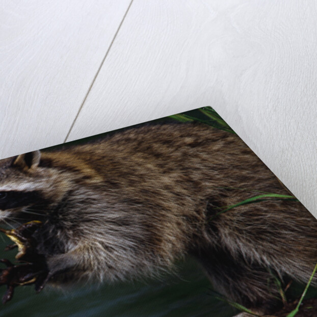 Raccoon Eating a Leopard Frog by Anonymous