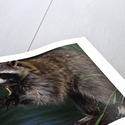 Raccoon Eating a Leopard Frog by Anonymous