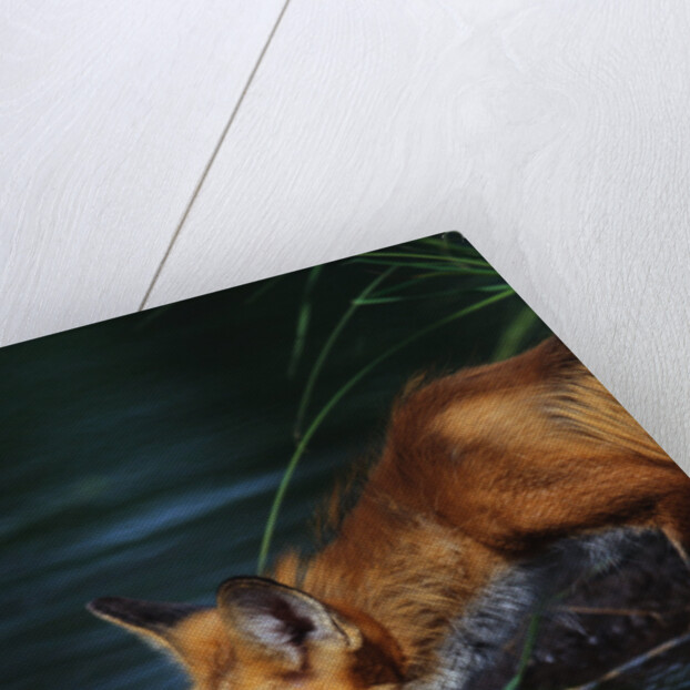 Red Fox Drinking Water by Anonymous