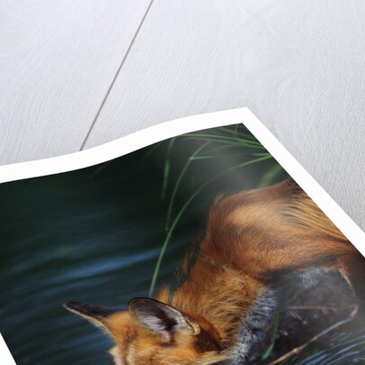 Red Fox Drinking Water by Anonymous