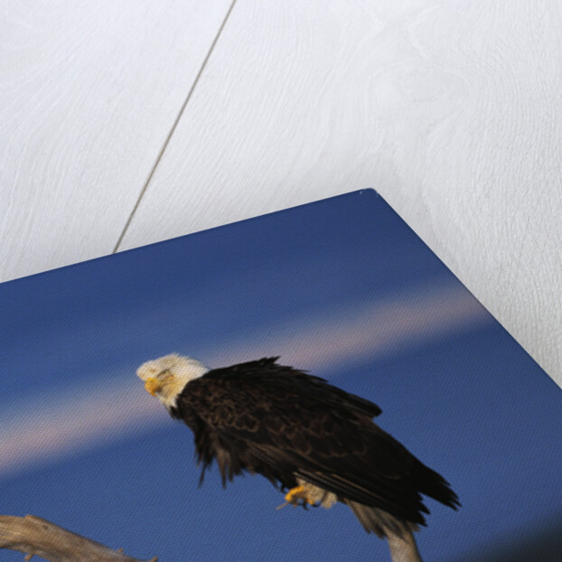 Bald Eagles Perching by Anonymous