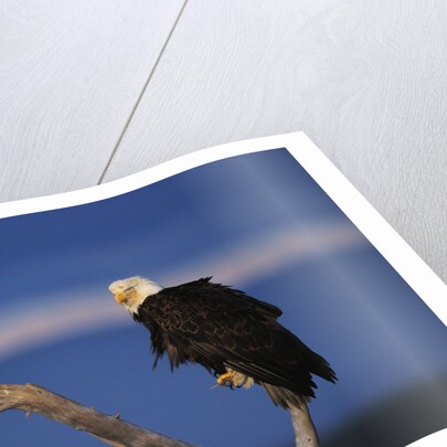 Bald Eagles Perching by Anonymous