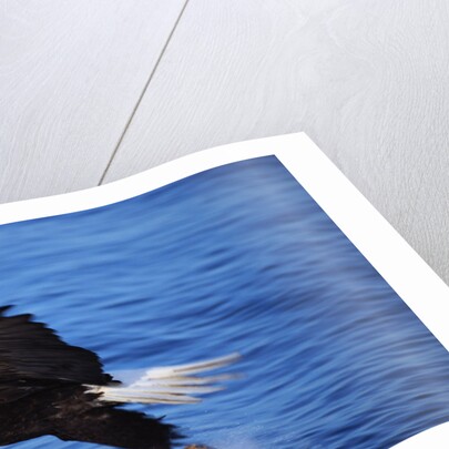 Bald Eagle Grabbing a Fish by Anonymous