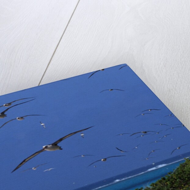 Laysan Albatrosses Flying by Anonymous