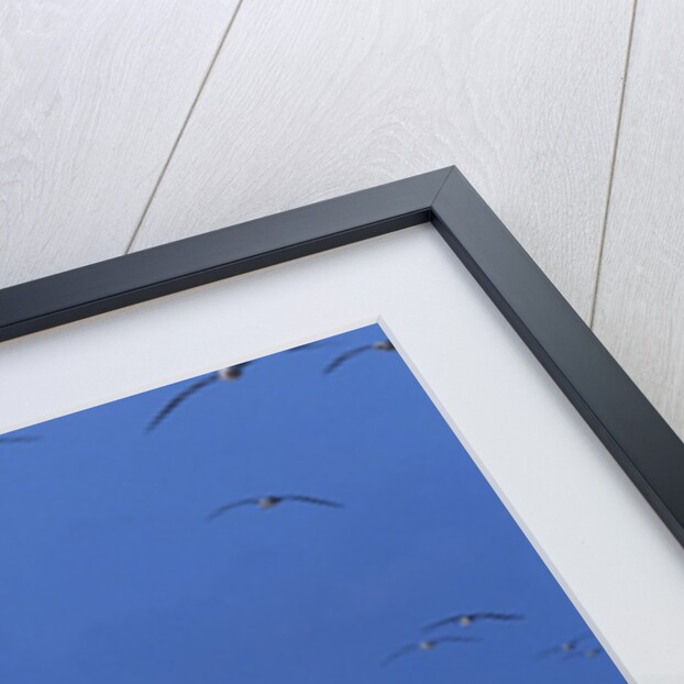 Laysan Albatrosses Flying by Anonymous