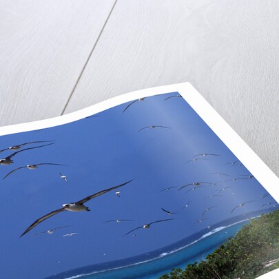 Laysan Albatrosses Flying by Anonymous