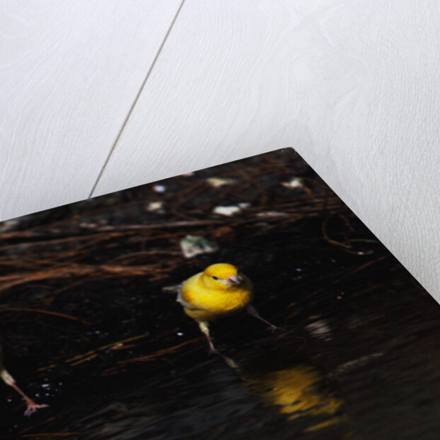 Canaries Standing by Water by Anonymous