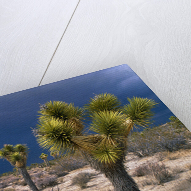 Storm Clouds Over Joshua Trees by Anonymous
