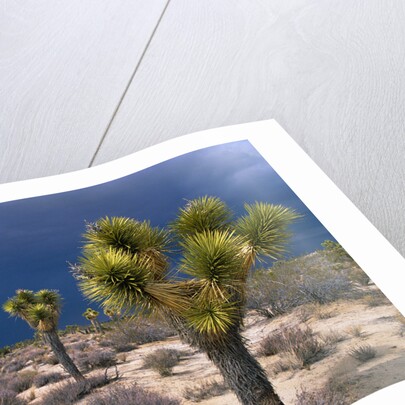 Storm Clouds Over Joshua Trees by Anonymous