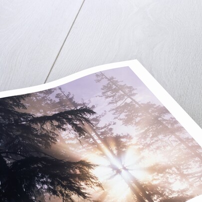 Redwood Forest with Early Morning Fog by Anonymous