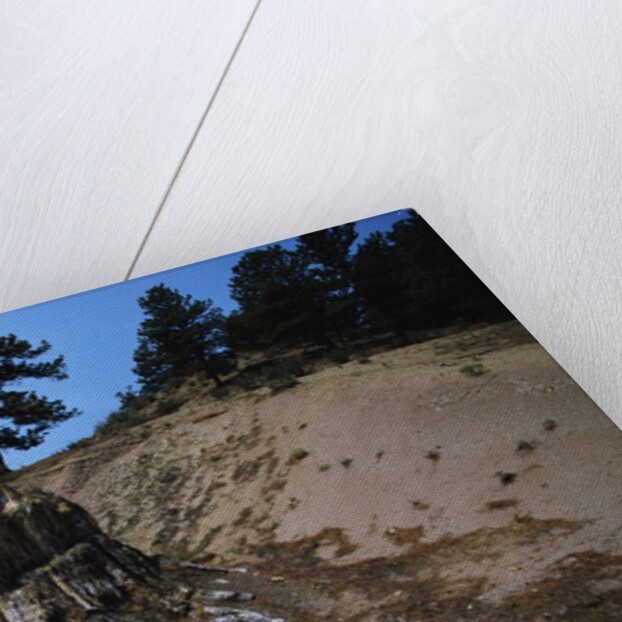 Petrified Redwood in Florissant Fossil Beds National Monument by Anonymous
