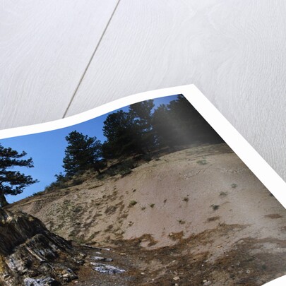 Petrified Redwood in Florissant Fossil Beds National Monument by Anonymous