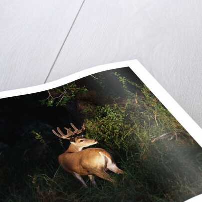 White-Tailed Deer by Anonymous