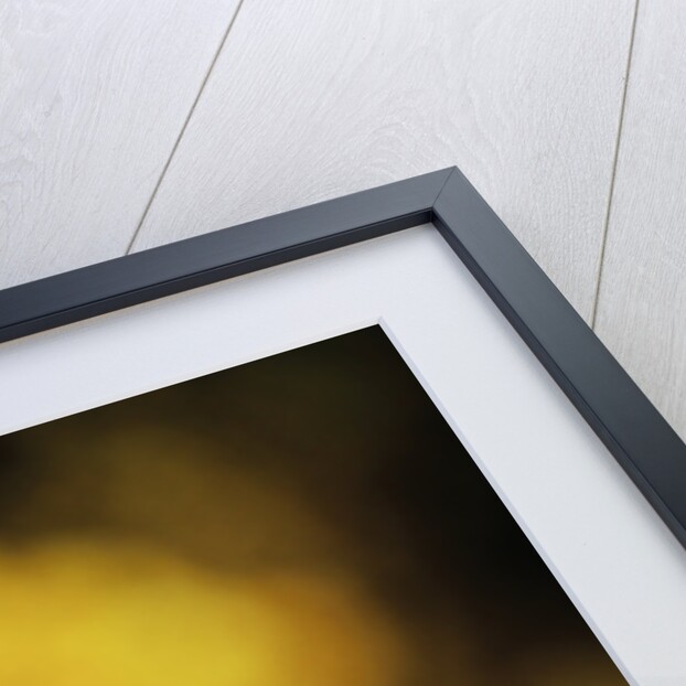 American Kestrel by Anonymous