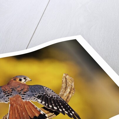 American Kestrel by Anonymous