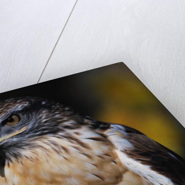 Ferruginous Hawk by Anonymous