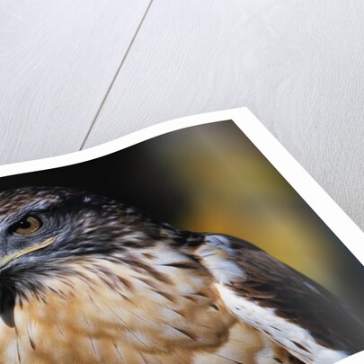 Ferruginous Hawk by Anonymous