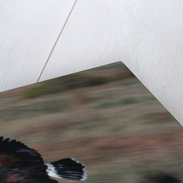 Harris' Hawk in Flight by Anonymous