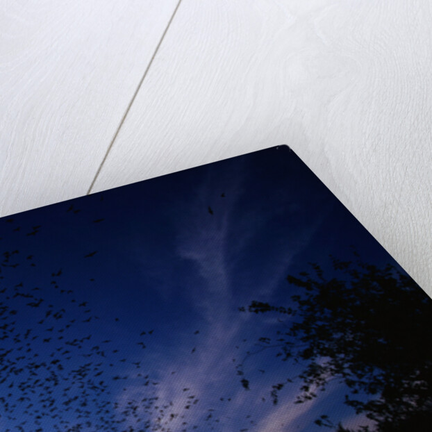 Mexican Freetail Bats near Bracken Cave by Anonymous