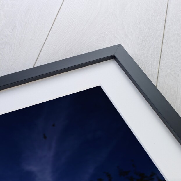 Mexican Freetail Bats near Bracken Cave by Anonymous