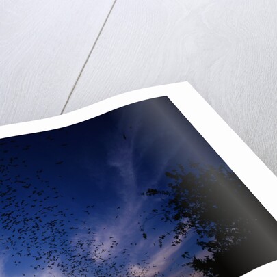 Mexican Freetail Bats near Bracken Cave by Anonymous