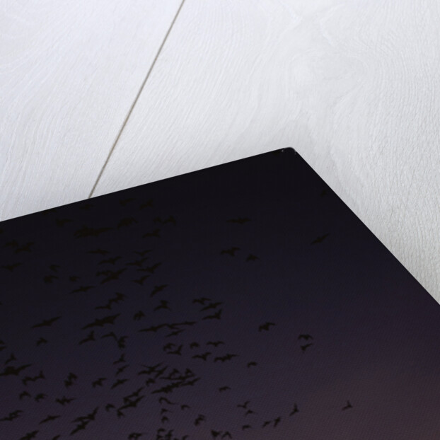 Mexican Freetail Bats at Night by Anonymous