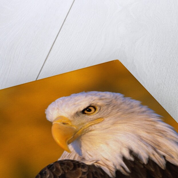 Bald Eagle by Anonymous