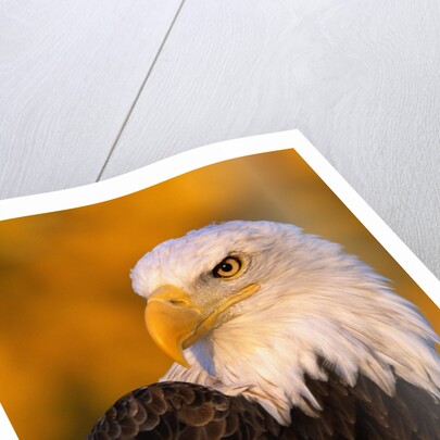 Bald Eagle by Anonymous