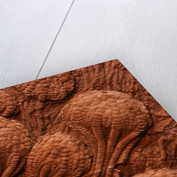Crinoid Fossils by Anonymous