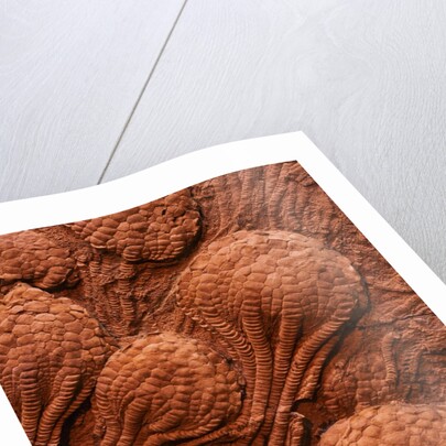 Crinoid Fossils by Anonymous