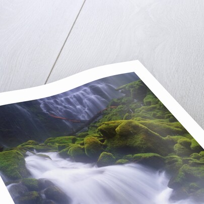 Mossy Rocks at Proxy Falls by Anonymous