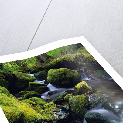 Forest Stream by Anonymous