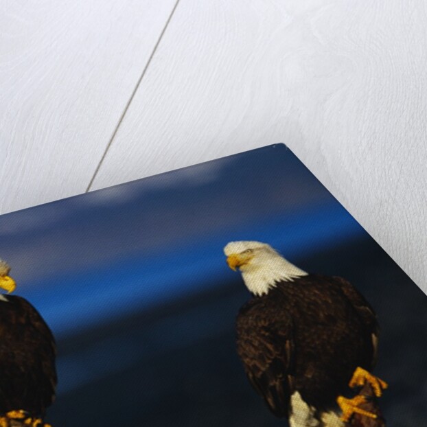 Bald Eagles Perched on a Snag by Anonymous
