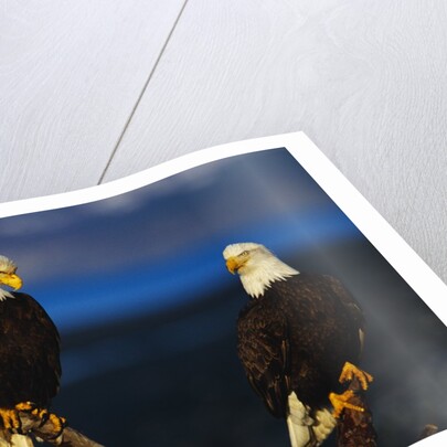 Bald Eagles Perched on a Snag by Anonymous