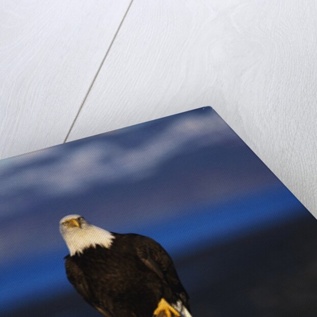 Bald Eagle Perched on a Tree by Anonymous