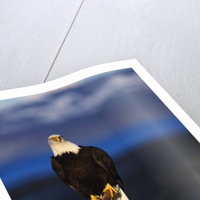 Bald Eagle Perched on a Tree by Anonymous