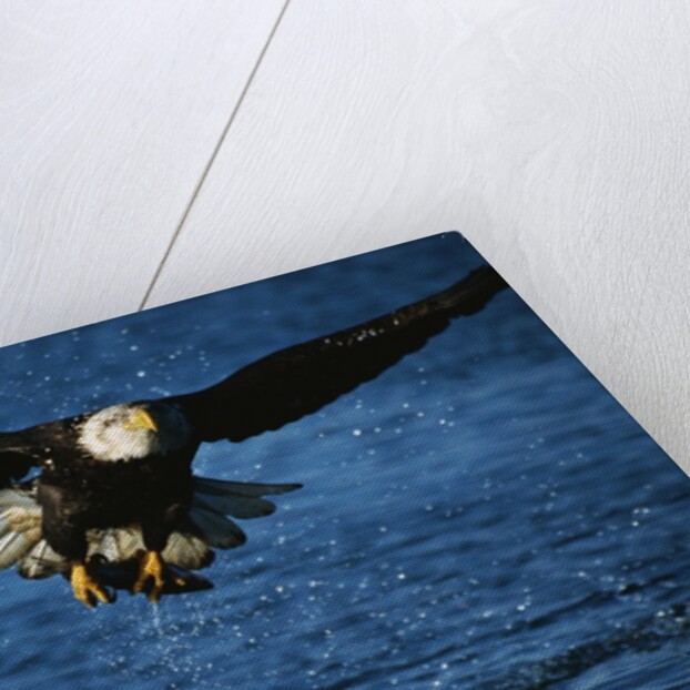 Bald Eagle with Fish in Talons by Anonymous